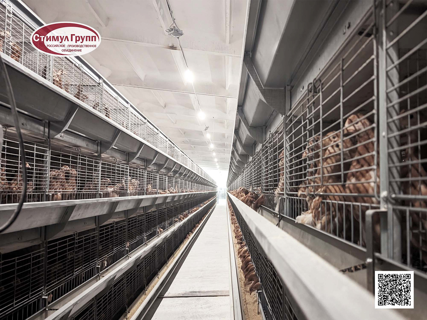 Запуск клеточного оборудования для кур-несушек в Новосибирске